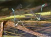 Šidélko páskované (Vážky), Coenagrion puella, Zygoptera (Odonata)